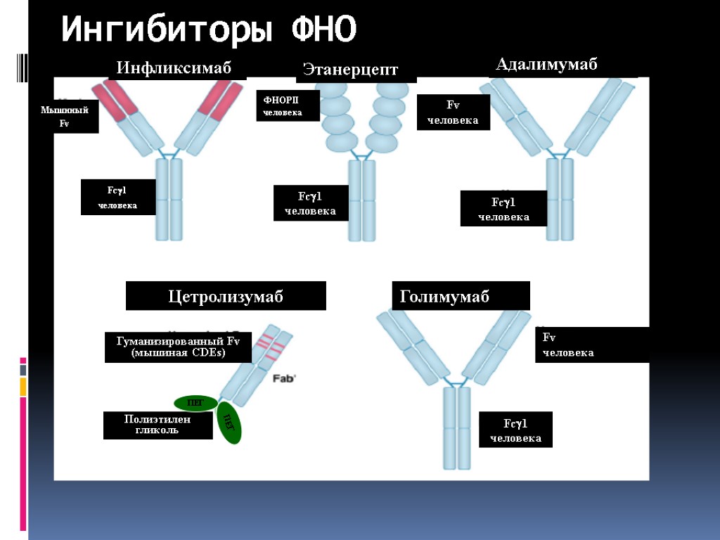 Ингибиторы ФНО Инфликсимаб Этанерцепт Адалимумаб Цетролизумаб Голимумаб Мышиный Fv Fc1 человека Гуманизированный Fv (мышиная